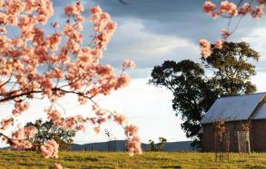 Blossoms in the Mudgee region, Country NSW Blossoms in the Mudgee region, Country NSW