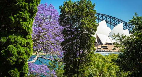 Blühenden Jacarandas in Sydney. Ausblick vom Royal Botanic Garden, Sydney
