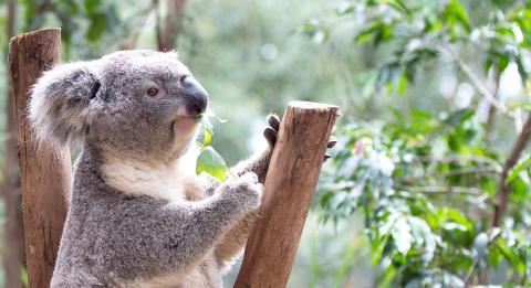 Featherdale Wildlife Park