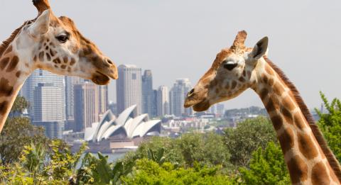 Taronga Zoo