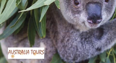 Port Macquarie Koala Hospital Port Macquarie Koala Hospital