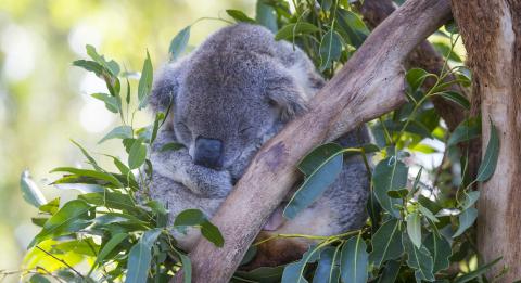 Nahaufnahme eines Koalas im Baum am Port Macquarie Koala-Krankenhaus