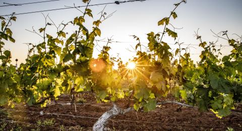 Vineyard at sunrise - Hunter Valley countryside