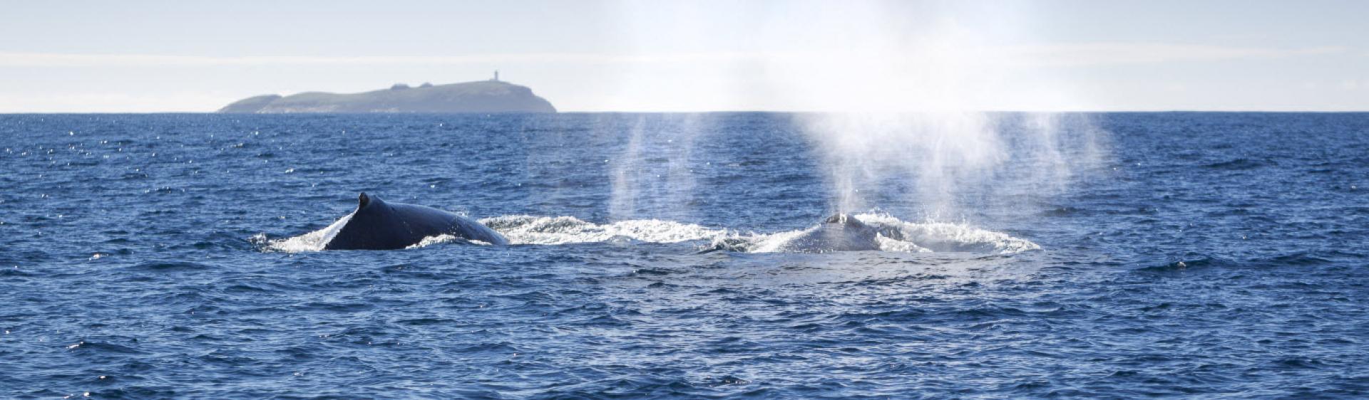 Wale beobachten, Coffs Coast