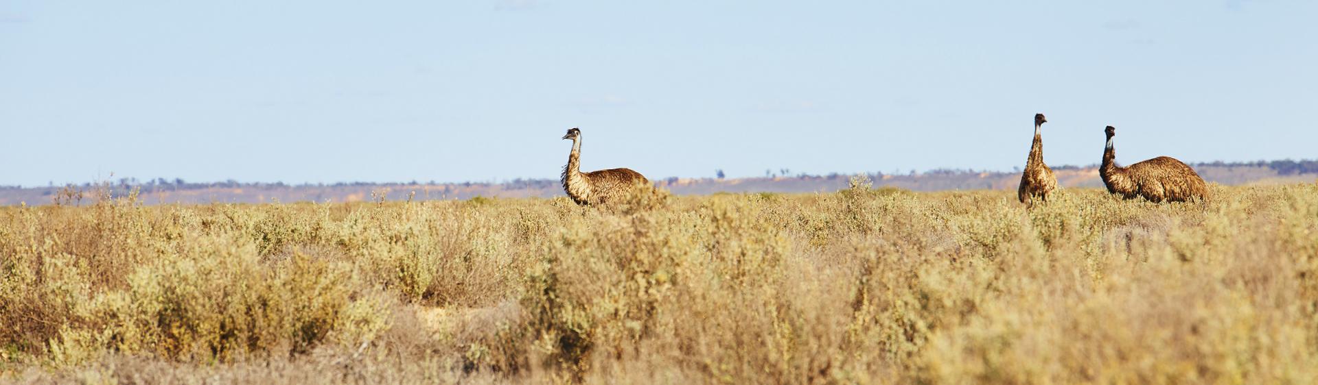 Emus im Hinterland, Mungo National Park