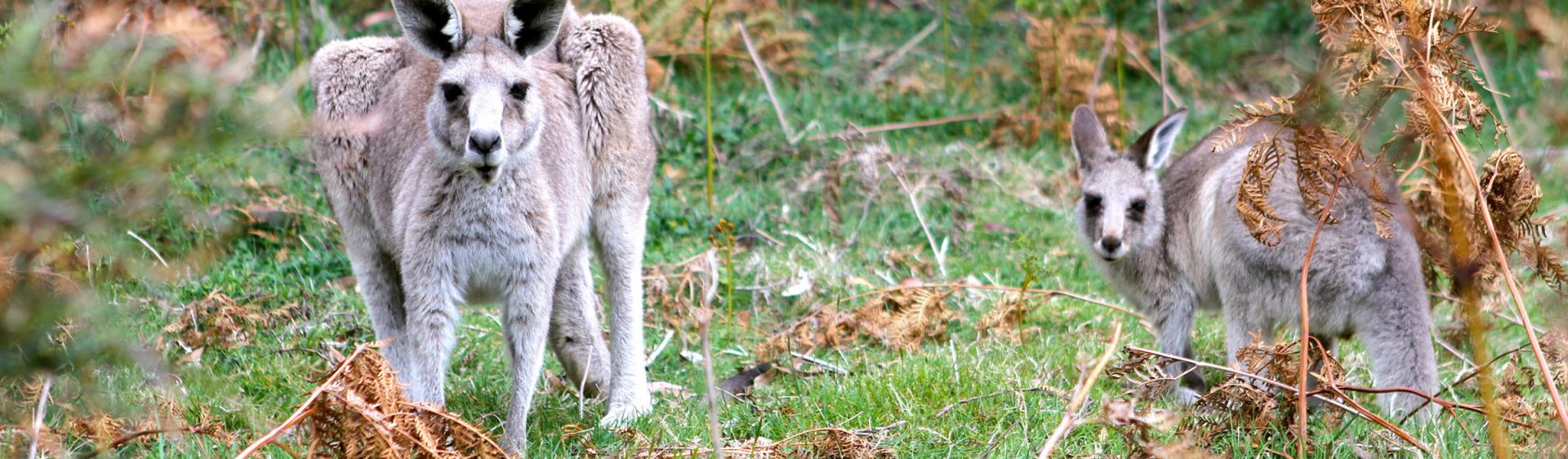 Kangaroos in NSW