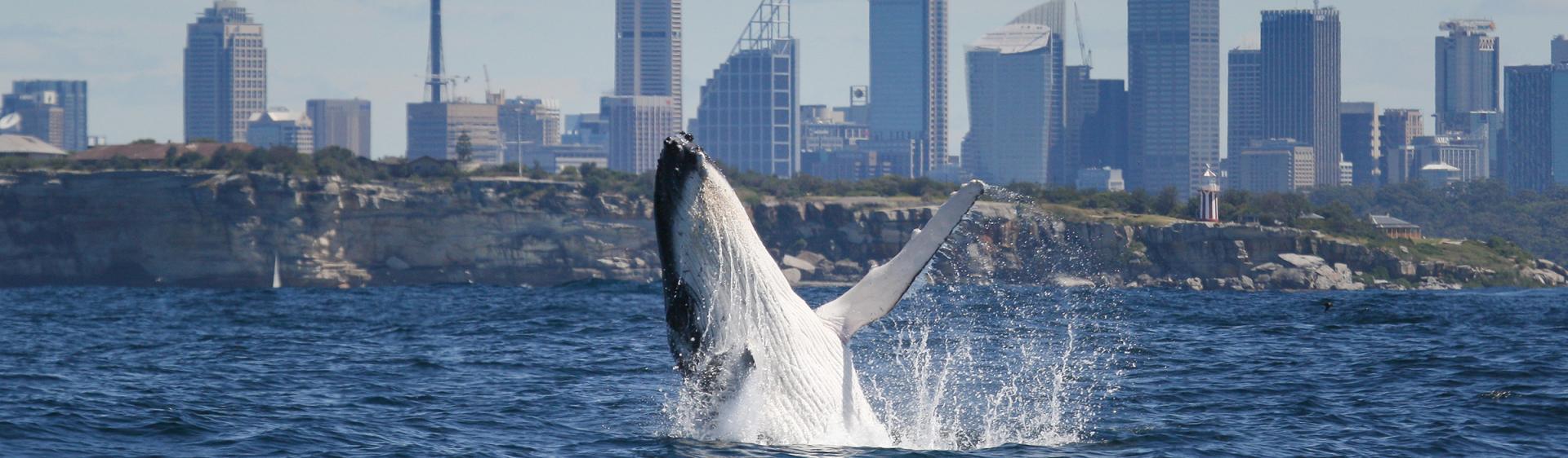 Wale beobachten in Sydney