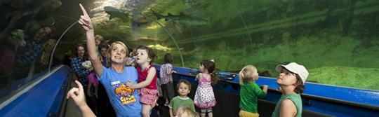 Kinder schauen sich die Meereslebewesen im Aquarium an