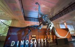 Dinosaurier, Australian Museum Dinosaurier, Australian Museum