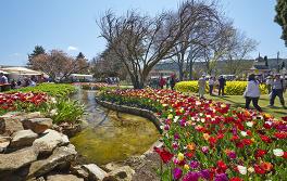 Tulip Time, Bowral