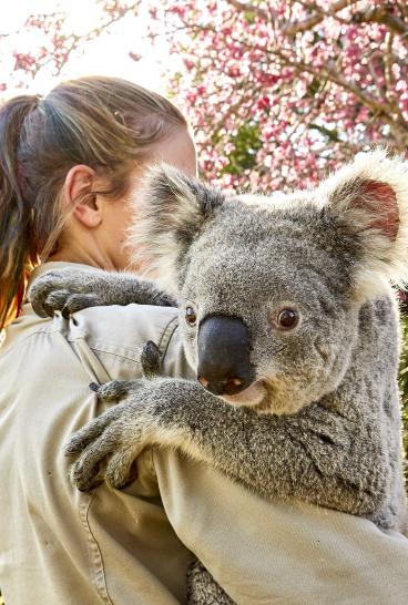 Freundlicher Koala im Symbio Wildlife Park, Helensburgh in der Region Illawarra